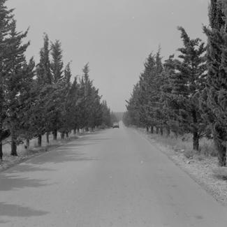 Drvored čempresa zasađen 1972. g. Francuski kamp - Mediteran klub