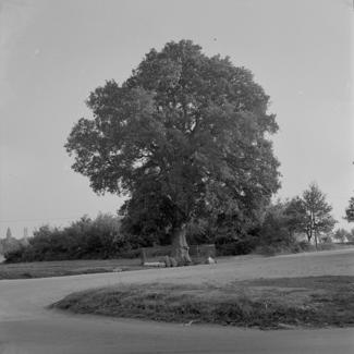 Zeleni hrast (snimljen čitav)