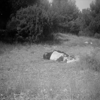 Saharun - ložište pored šume