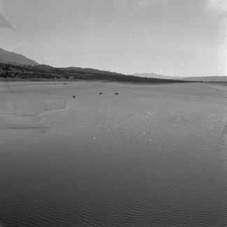 Mali bazen - krave na pojilištu; istočni bazen