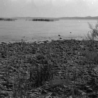 Vransko jezero - trska sj. zap. Dio