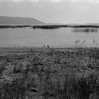 vransko jezero; trska sj. - zap. dio