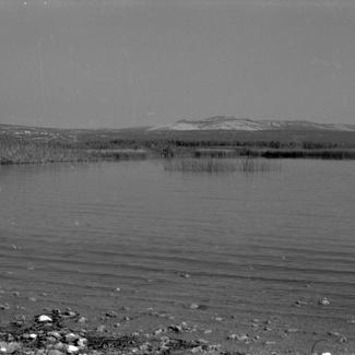 Vransko jezero - trska sj. zap.