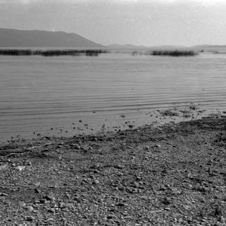 Vransko jezero - trska sj. zap. dio