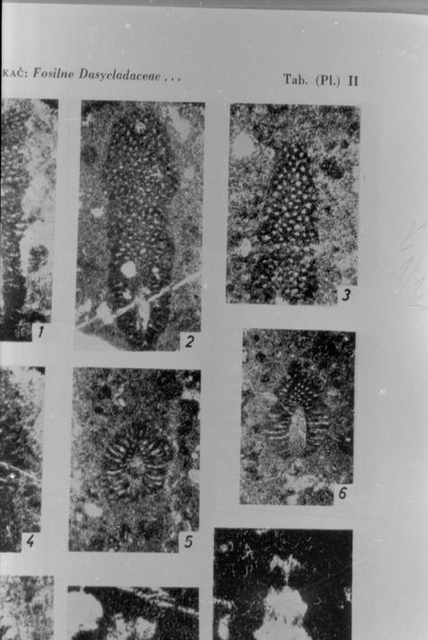 Macroporella sellii Crescenti 2, 6