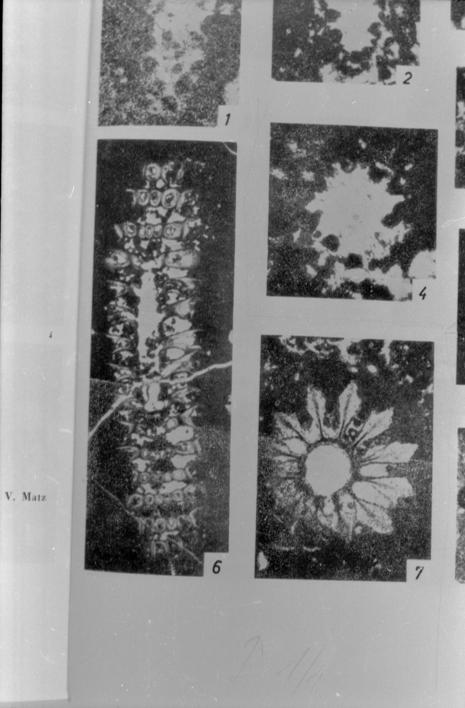 Clypeina jurassica Favre 6, 7