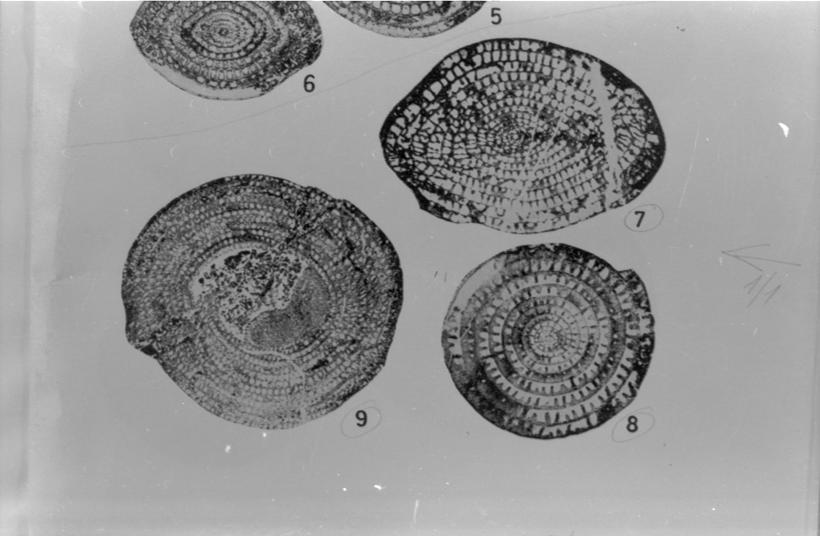 Neoschwagerina craticulifera (foraminifera) 8,9