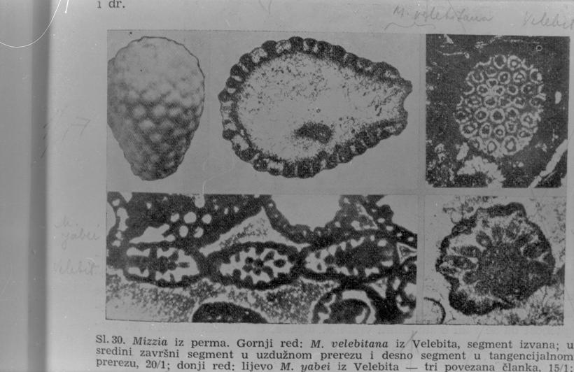 Mirria velebitana (vapn. alga) i Mirria yabei (vapn. alga)