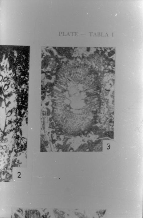 Palaeodasycladus mediterraneus (vapn. alga) 3