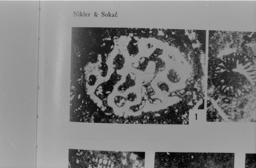 Cladocoropsis mirabilis (hidrozoj) 1