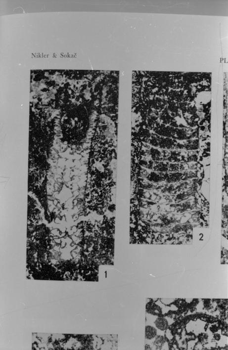 Petrascula heraki (vapn. alga) 1, 2