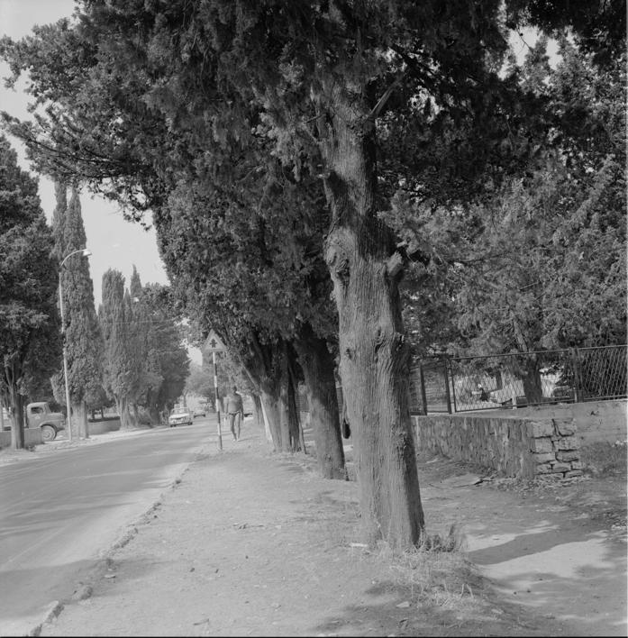 Drvored čempresa zbog saobraćaja podrezan 4 m od zemlje