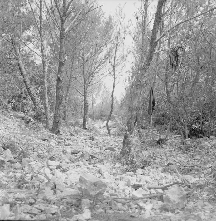 Posječena šuma zbog postavljanja kanalizacije 2-10 m od saobraćajnice