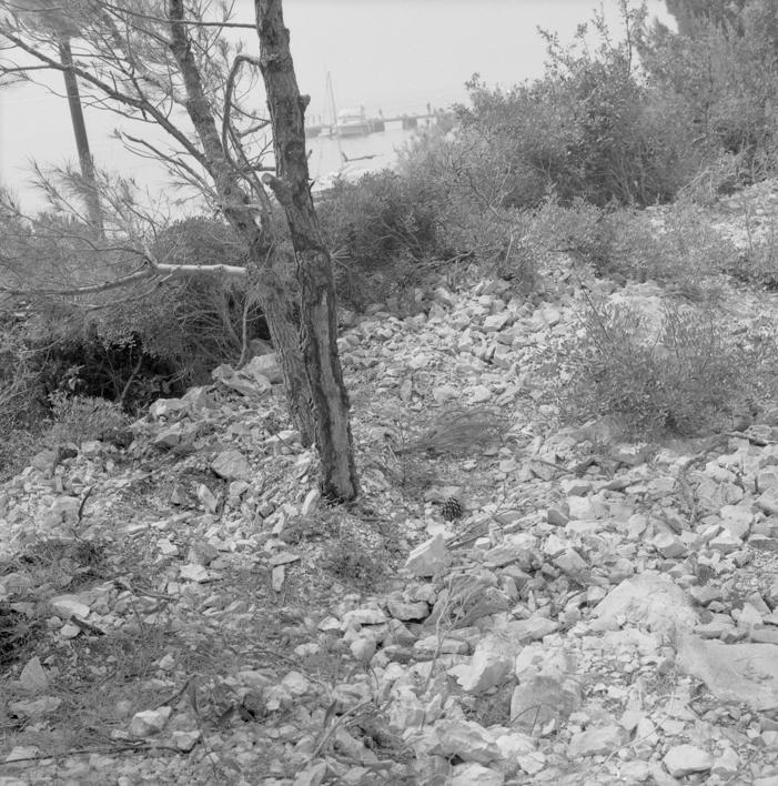 Posječevna šuma i minirano 2 m od saobraćajnice, a postojala mogućnost uz rub ceste