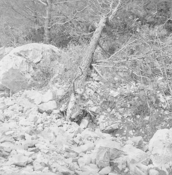 Uništen bor, posljedica miniranja