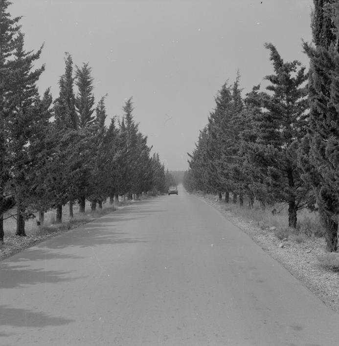 Drvored čempresa zasađen 1972. g. Francuski kamp - Mediteran klub