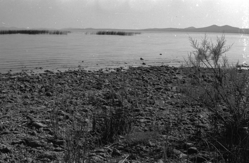 Vransko jezero - trska sj. zap. Dio