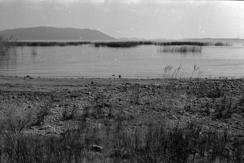 vransko jezero; trska sj. - zap. dio