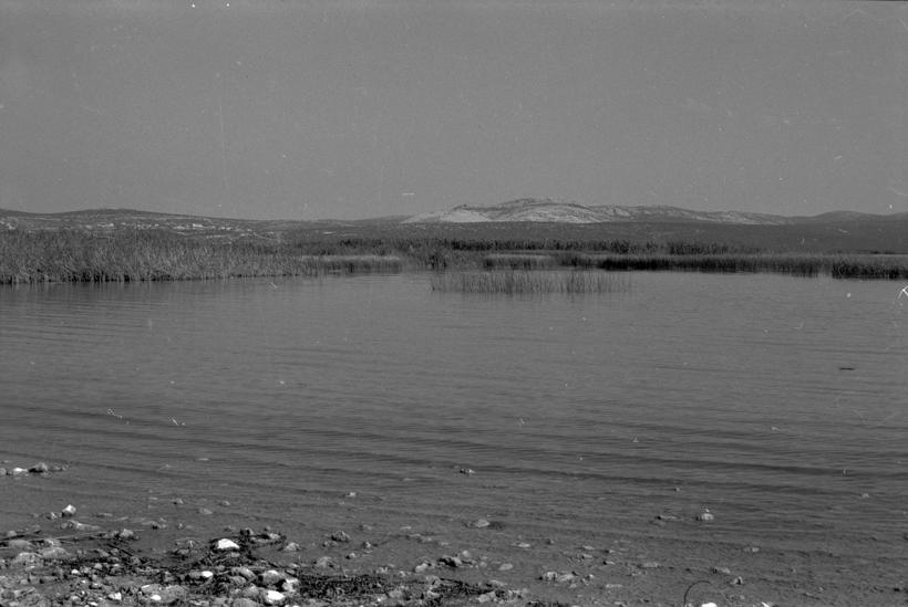 Vransko jezero - trska sj. zap.