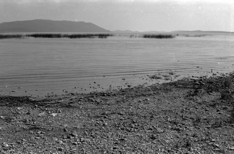 Vransko jezero - trska sj. zap. dio