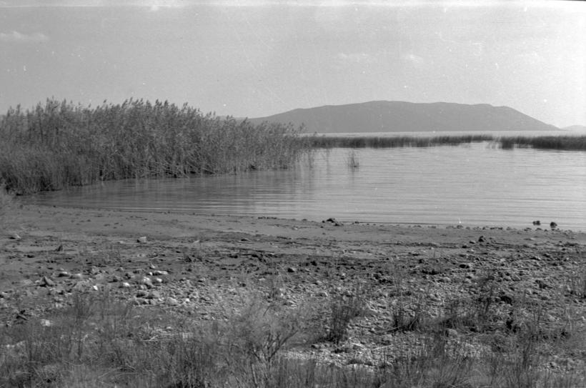 Vransko jezero - trska